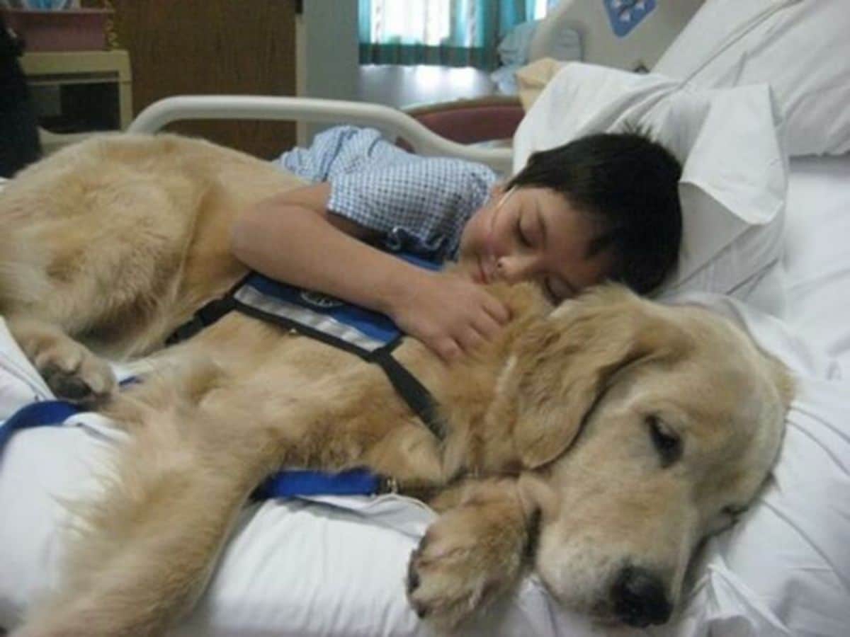child on white hospital bed cuddling with a golden retriever