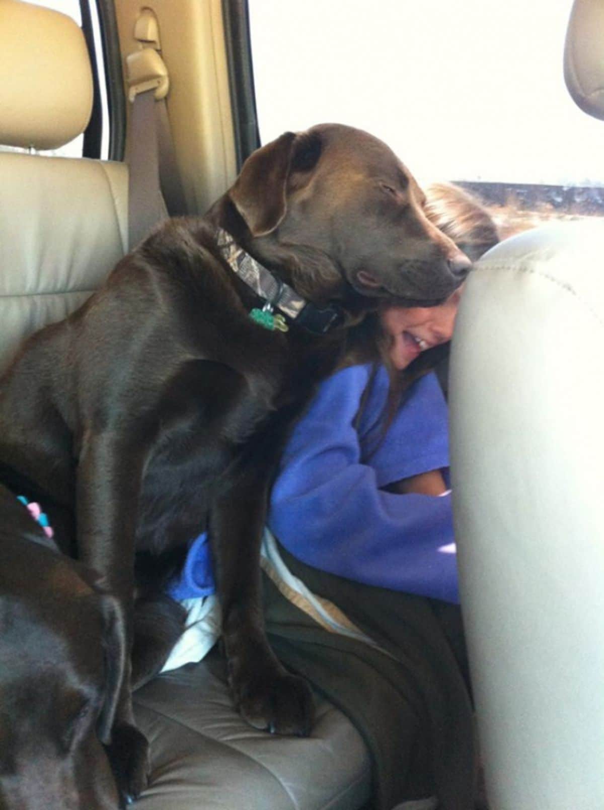 chocolate labrador retriever laying and sleeping against a laughing girl inside a vehicle