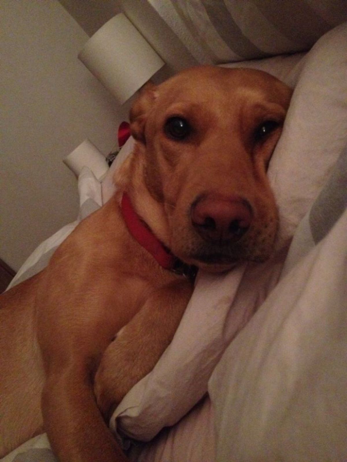 close up of brown dog laying sideways on a bed with the head on a pillow
