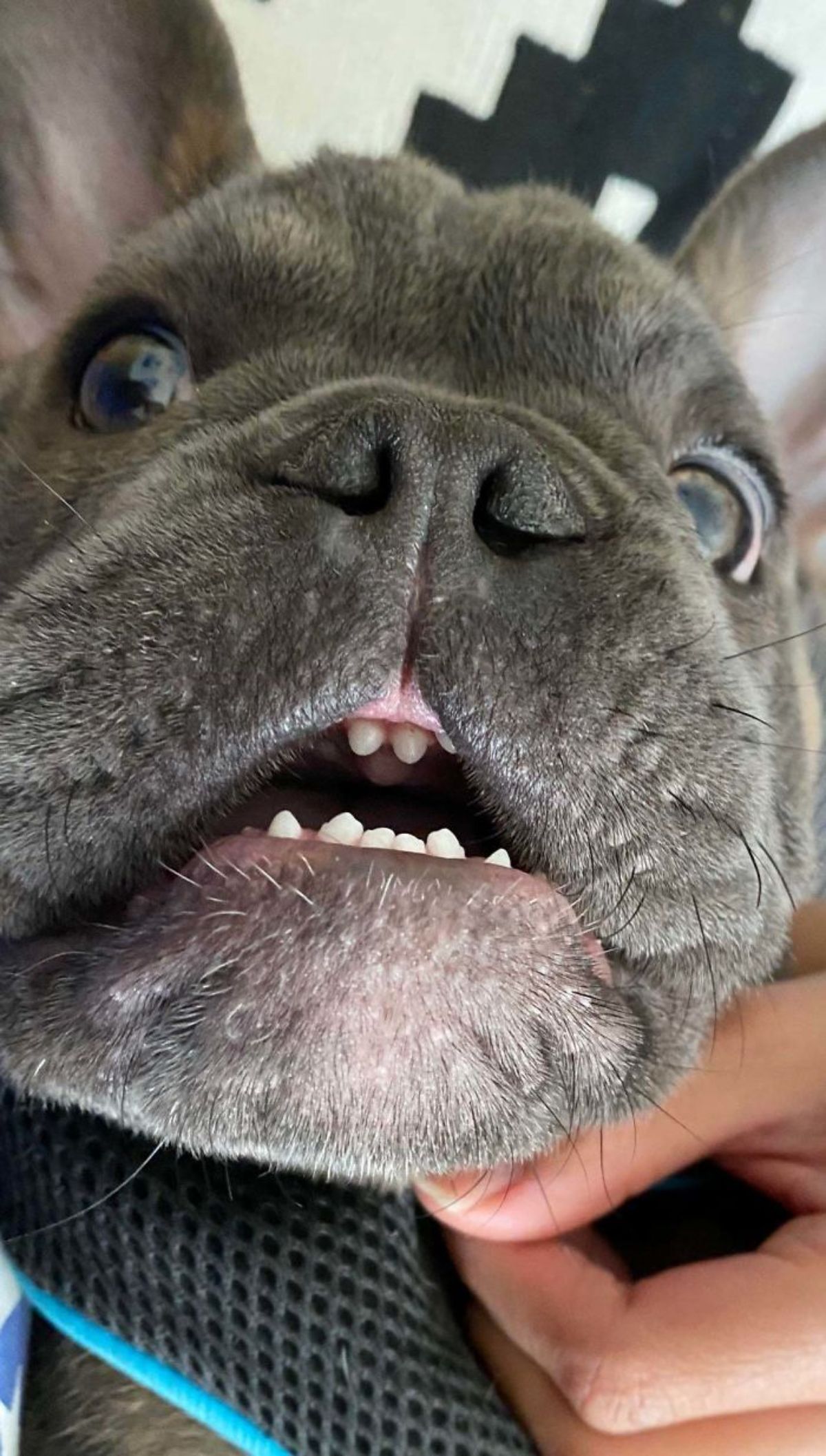 close up of grey dog's face with some teeth showing