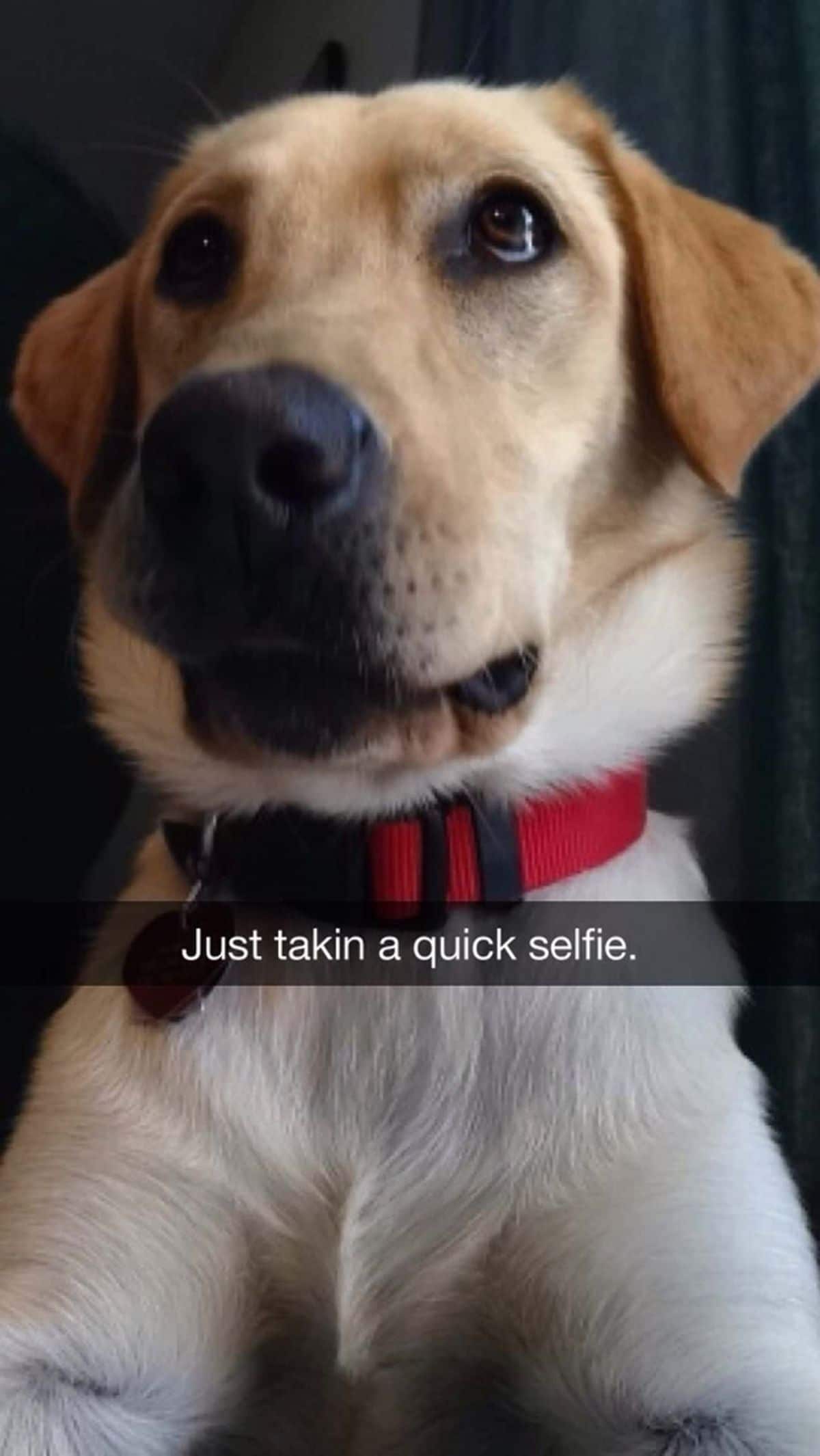 close up of yellow labrador retriever with the caption Just takin a quick selfie