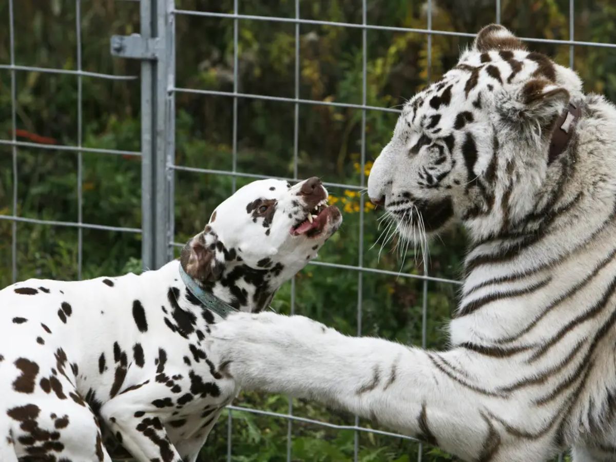 dalmation and a white and black tiger playing together