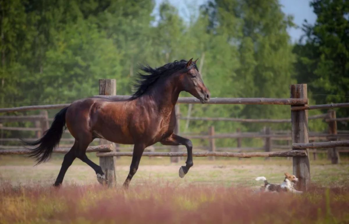 dark brown horse running after a brown and white puppy in field