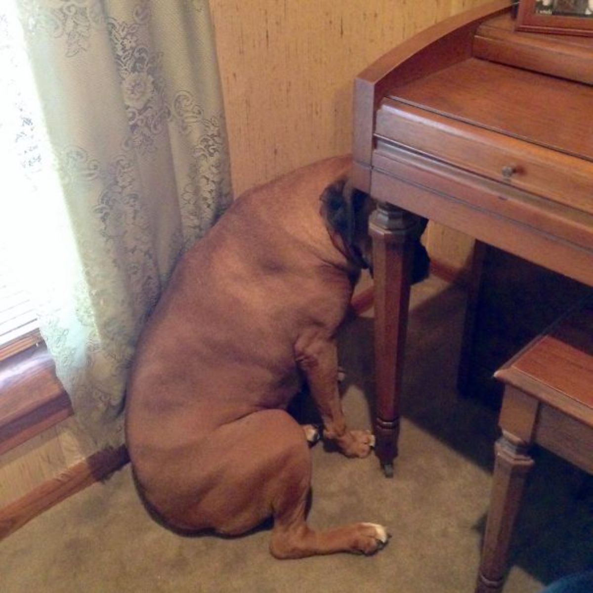 dog sitting between a window and a brown piano with the face behind the leg of the piano