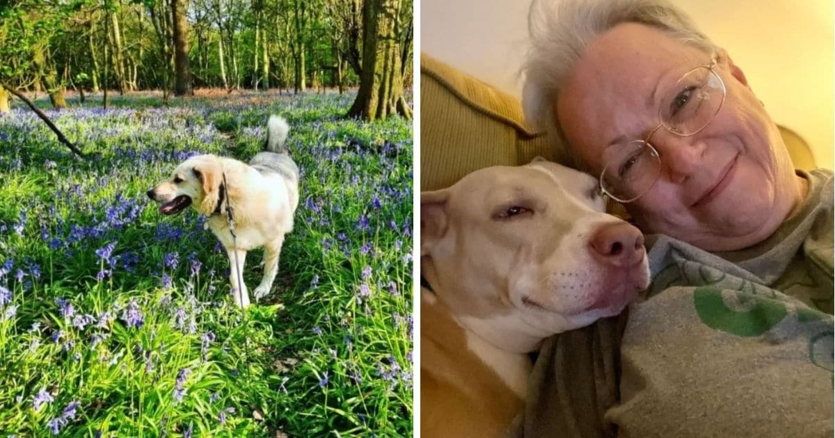 50 Animals Who Were Rescued And Found Their Furever Homes - Dog Dispatch