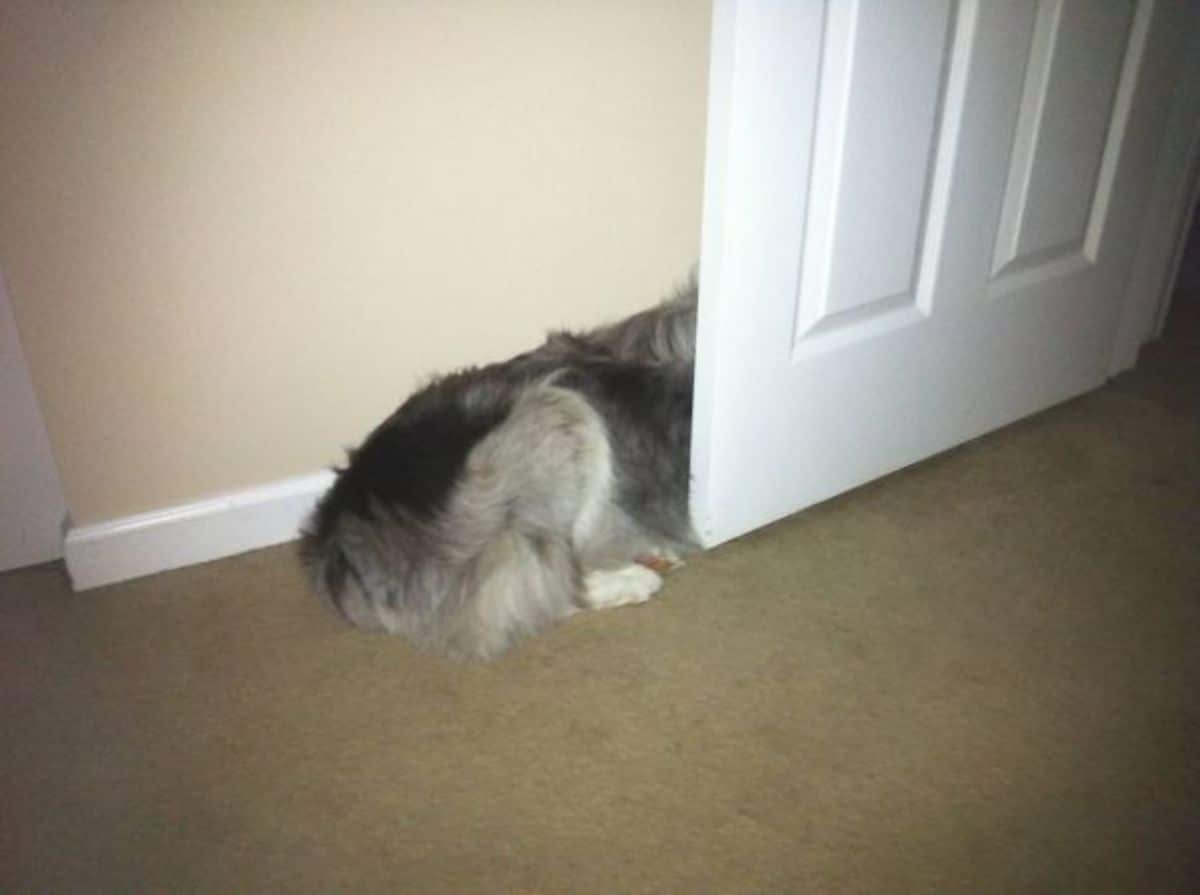 fluffy black and grey dog laying on the floor against a wall with the head behind a white door