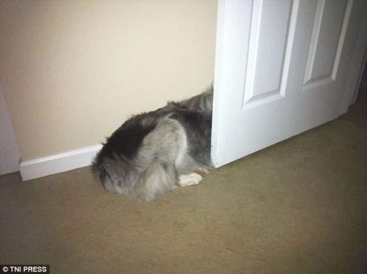 fluffy black and grey dog laying on the floor with the head behind a white door