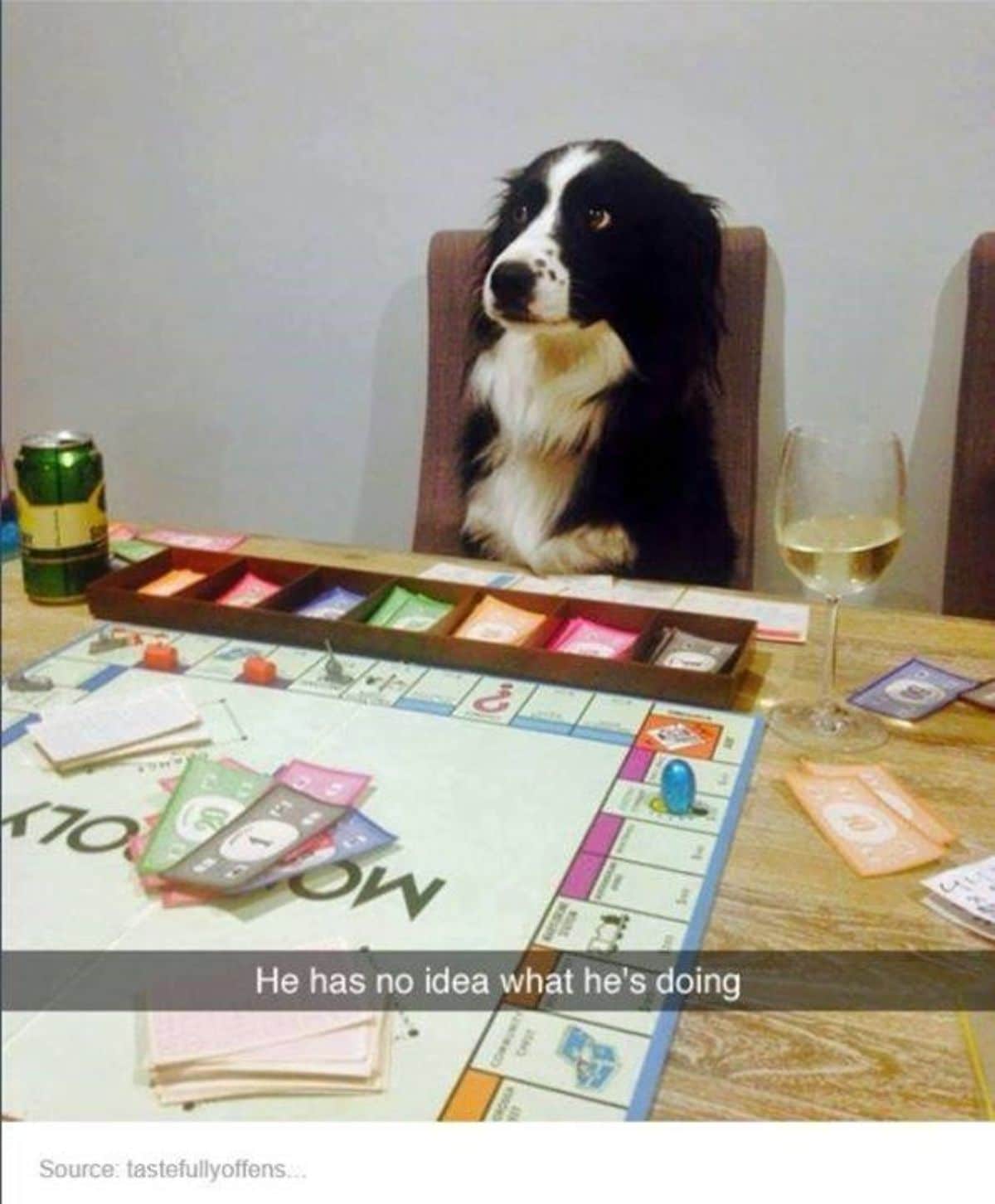 fluffy black and white dog sitting on a chair at a table with a glass of wine and a monopoly game looking confused