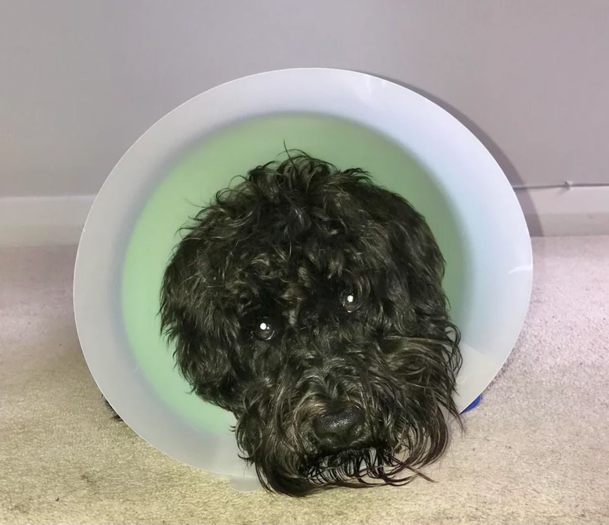fluffy black dog laying on the floor wearing a cone of shame