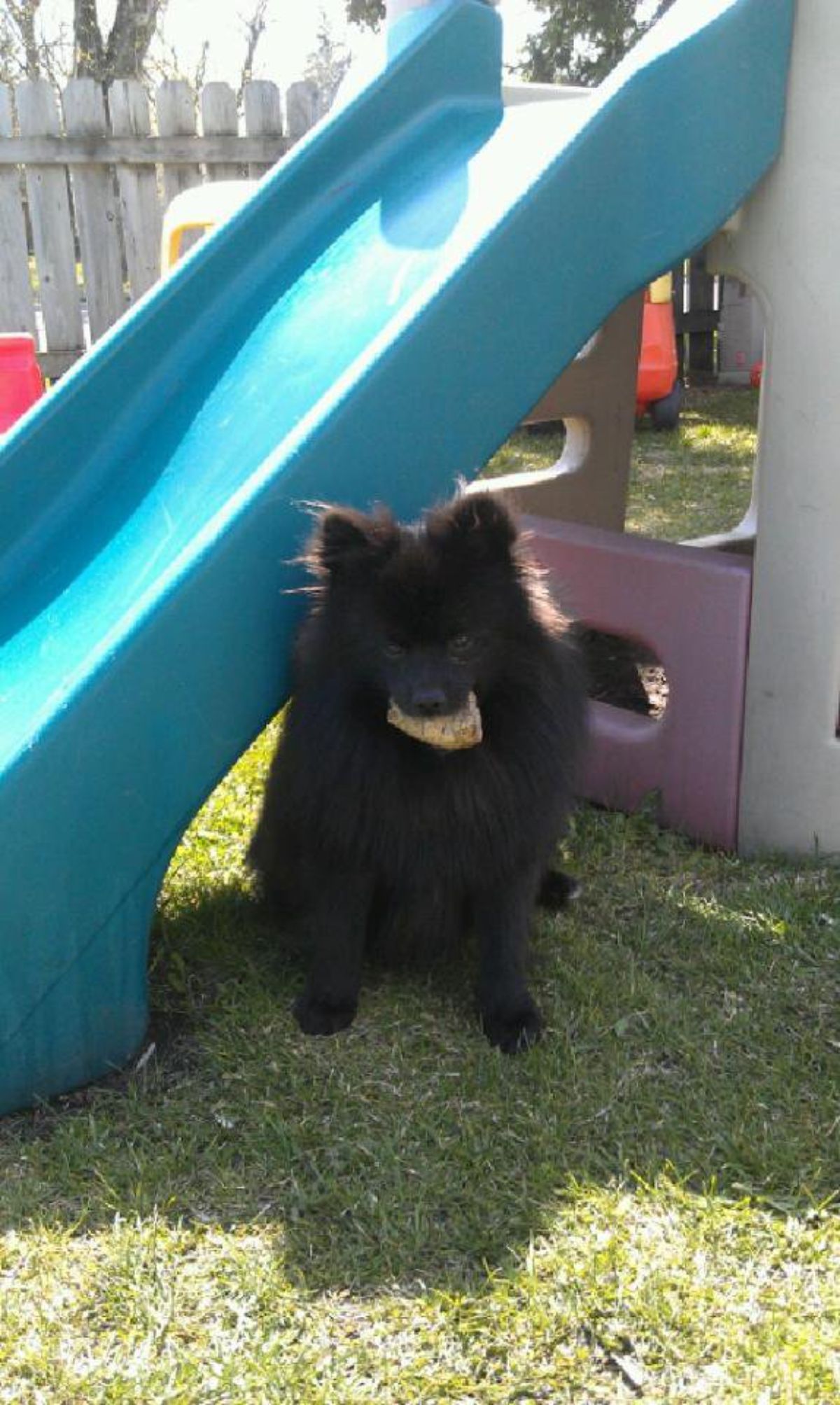 fluffy black dog sitting under a blue slide with a rock in its mouth