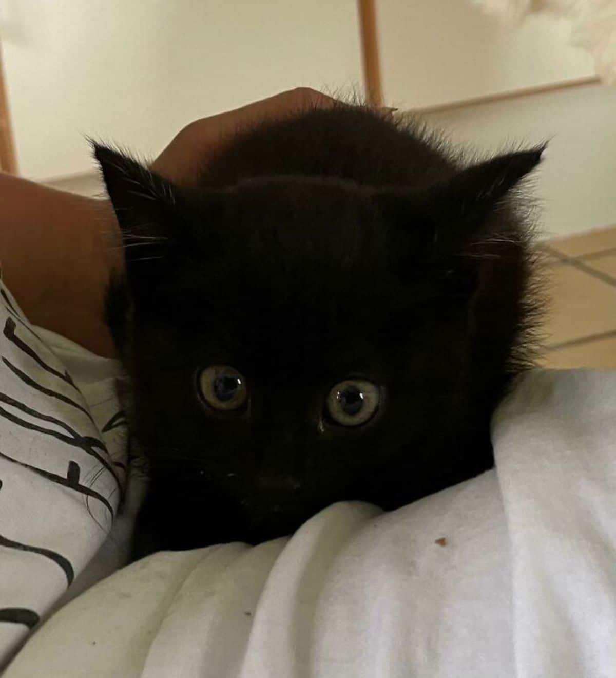 fluffy black kitten sitting on a bed
