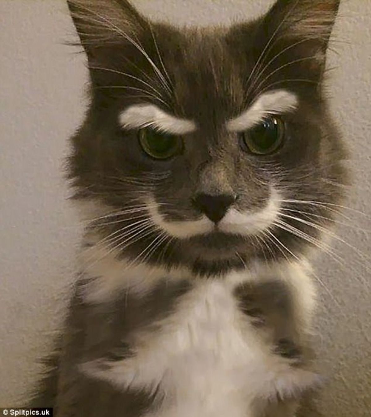 fluffy brown and white cat with white eyebrows and a white mustache