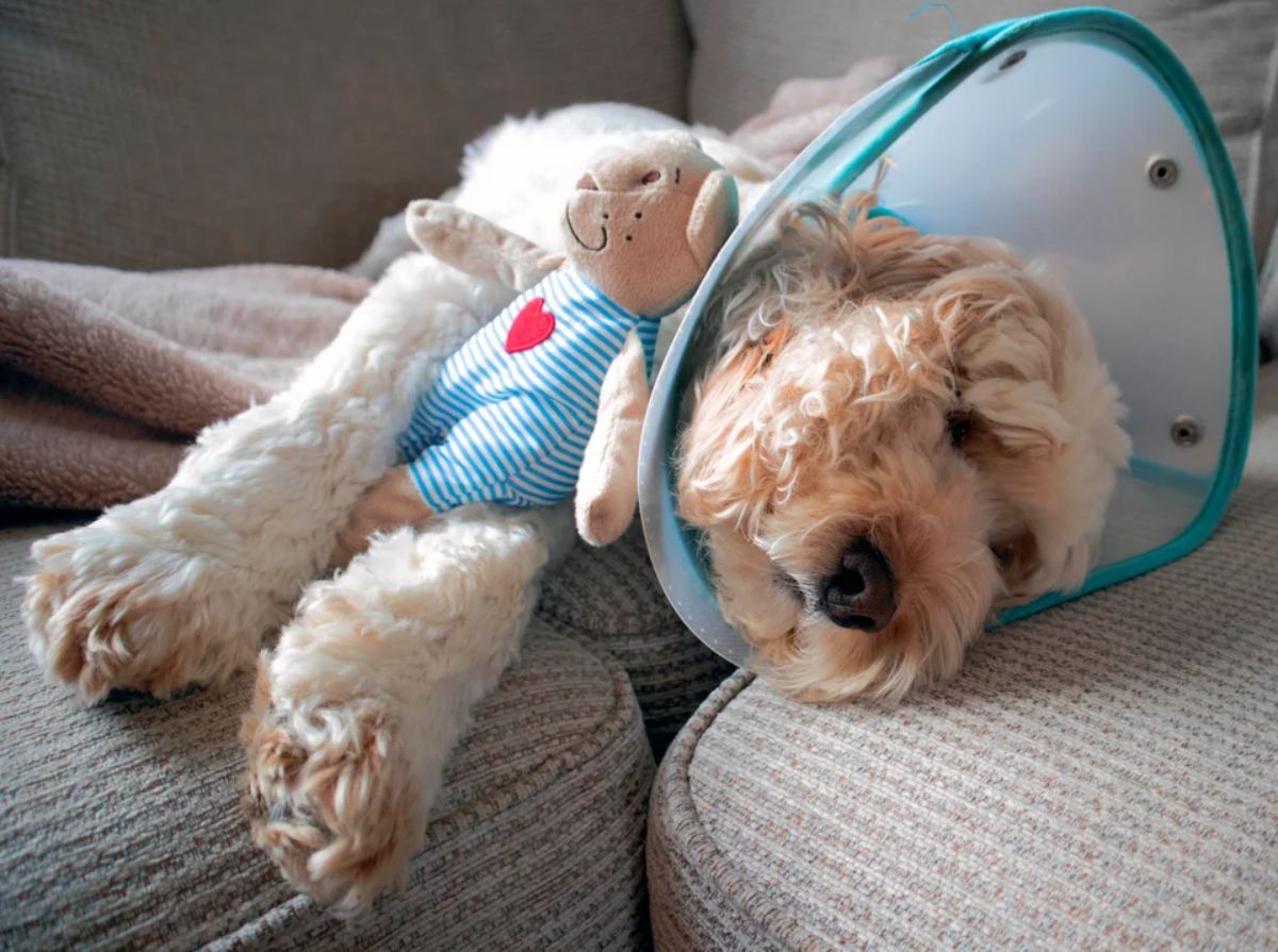 fluffy brown dog in cone of shame laying on a grey sofa cuddling with a small teddy bear