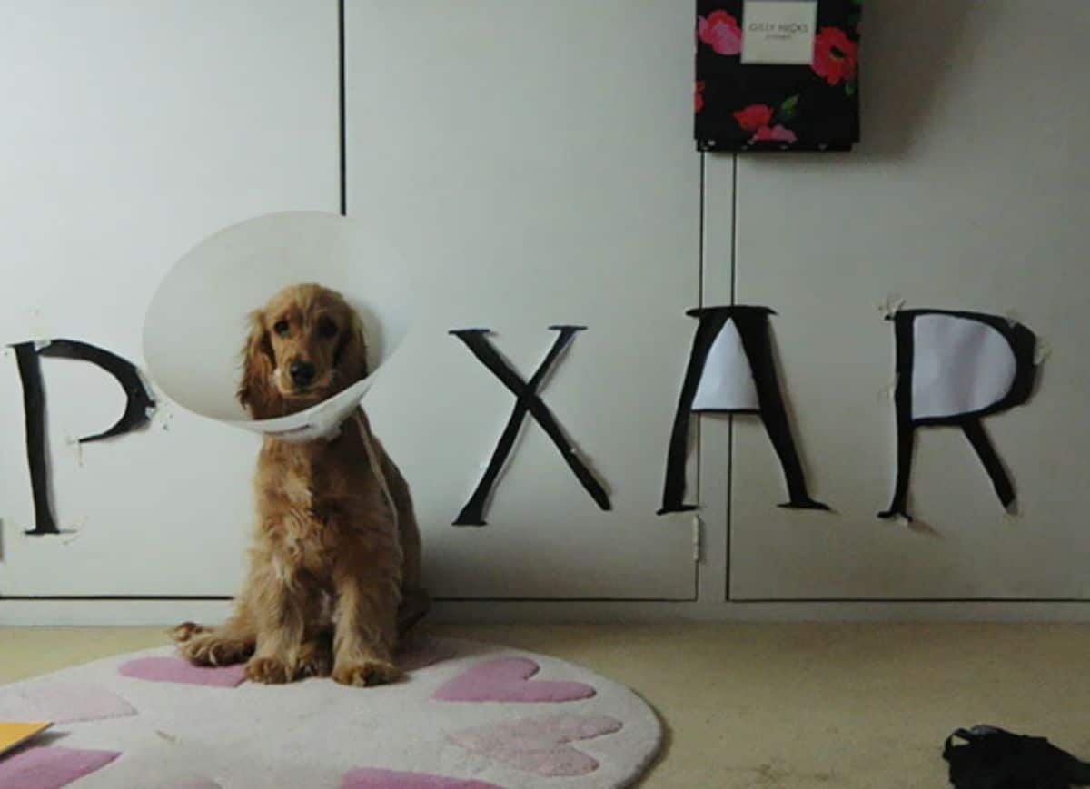 fluffy brown dog sitting with a cone of shame being the I in a PIXAR sign on a wall