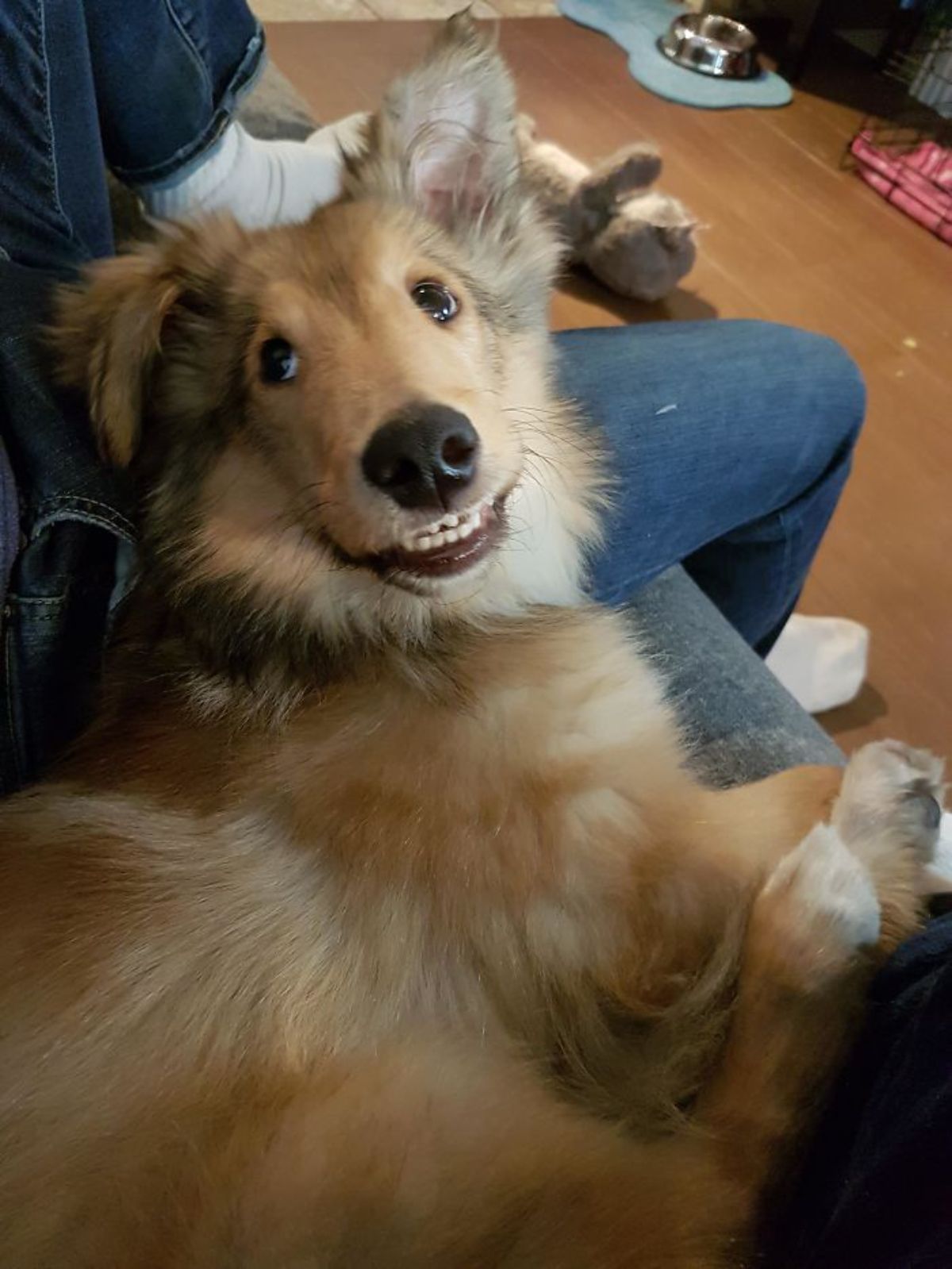 fluffy brown dog sitting with someone and smiling with the teeth showing