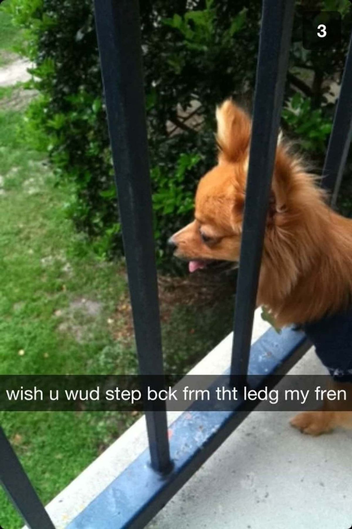 fluffy brown dog standing on a balcony leaning the face through the railings wish u wud step bck frm that ledg my fren