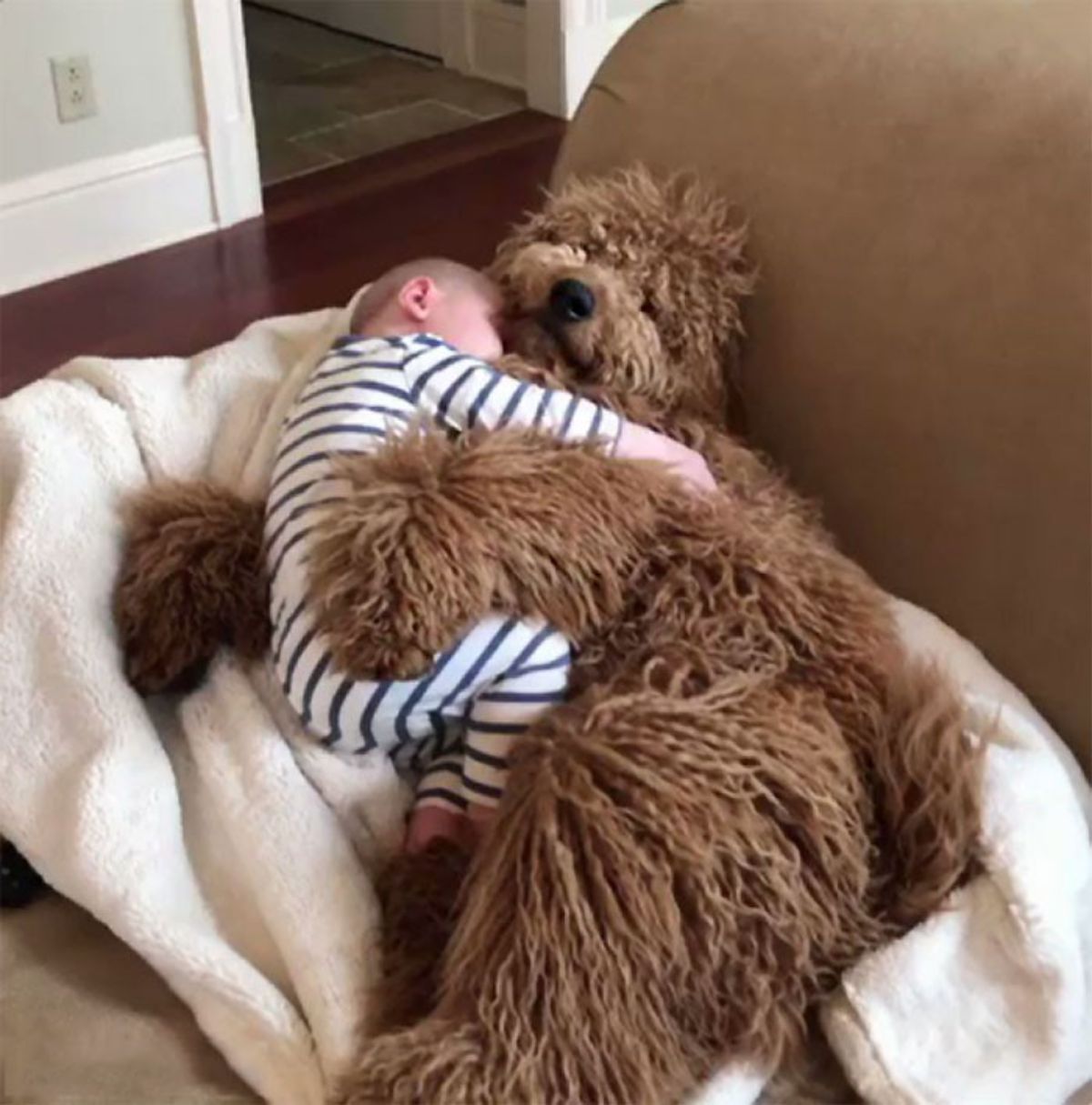 fluffy brown poodle laying on a white blanket on a brown sofa cuddling with a baby
