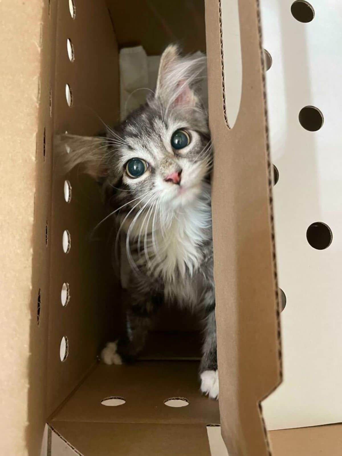 fluffy grey and white cat inside a cardboard box