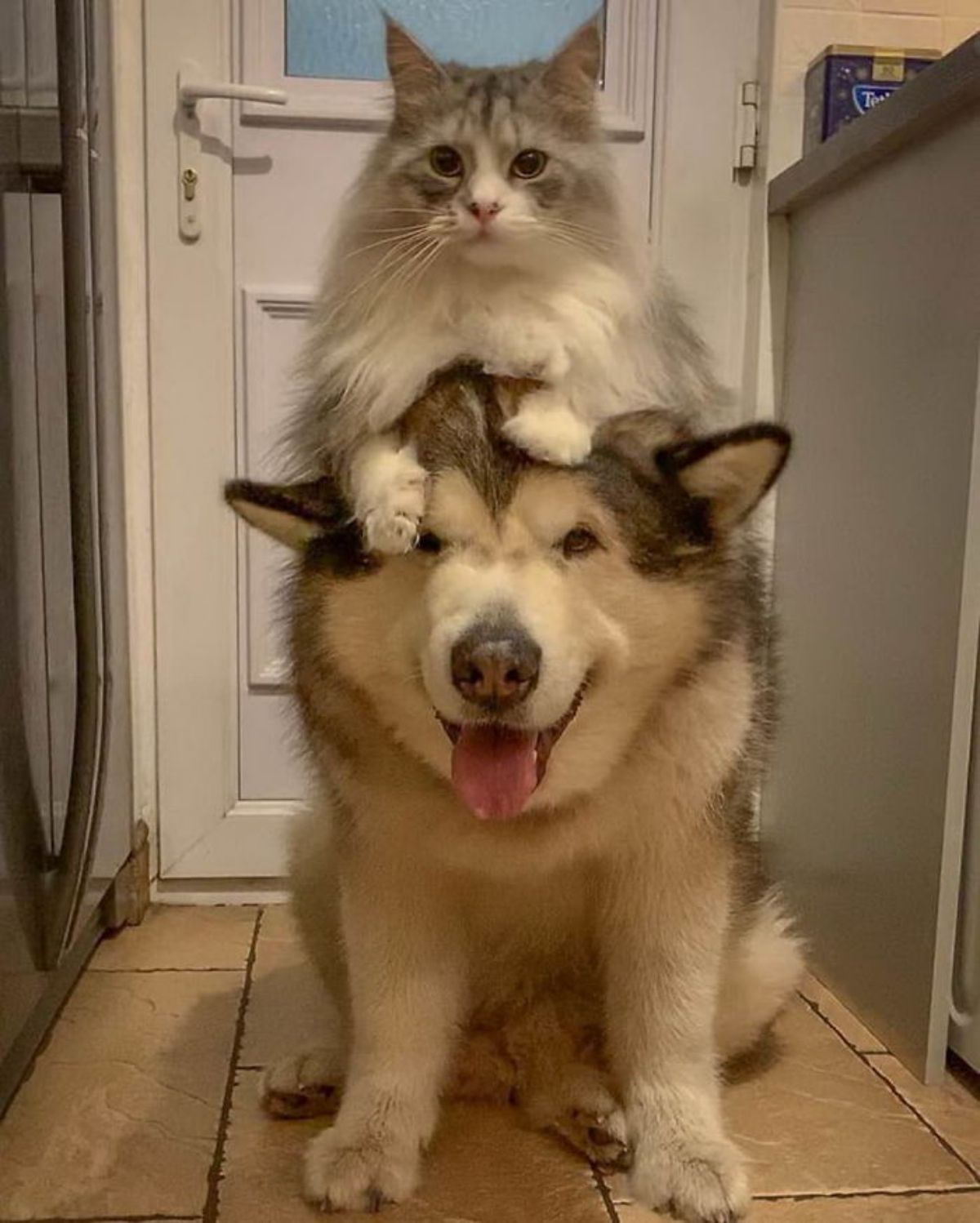 fluffy grey and white cat laying on a brown and white malamute sitting on the floor