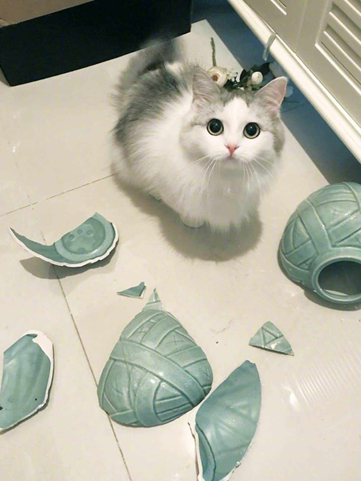 fluffy grey and white cat sitting on the floor with pieces of a broken green vase on the floor