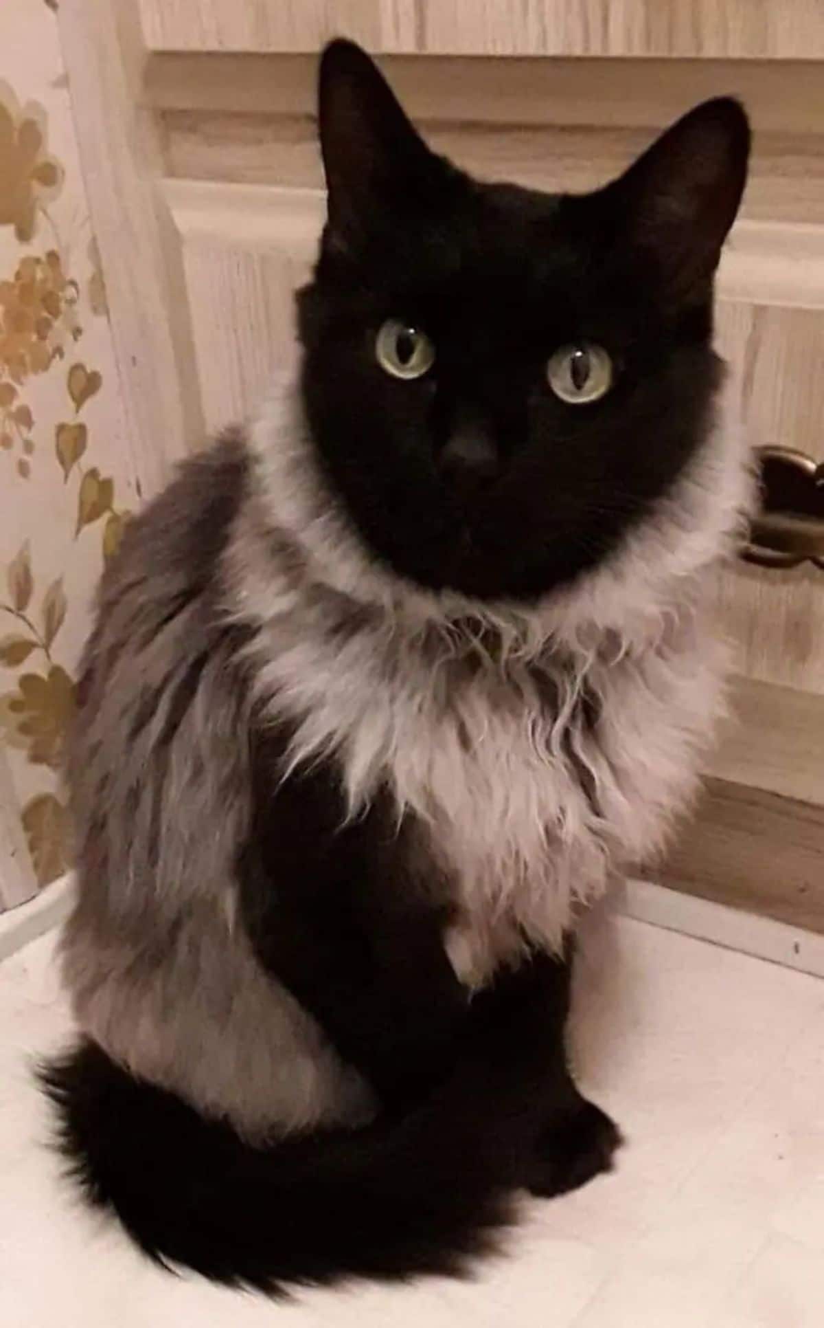 fluffy grey and white cat sitting with a black face and black front legs