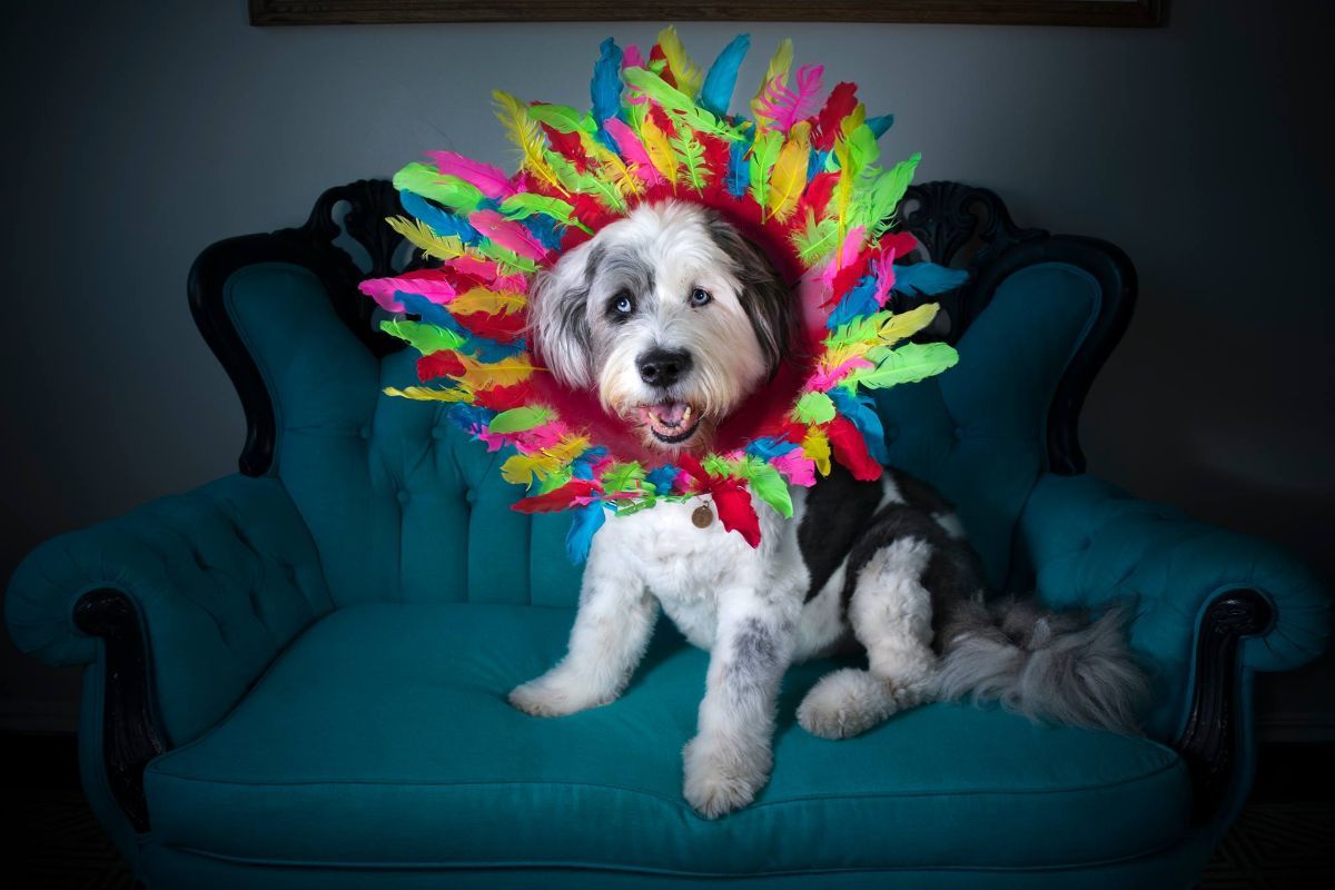 fluffy white and black dog on blue and black chair wearing an elizabethan cone with colourful feathers on the inside