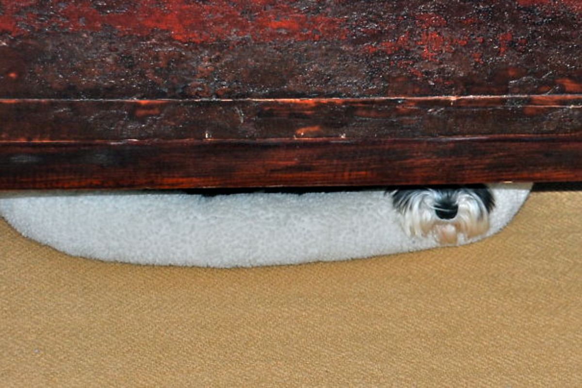 fluffy white and black dog's lower half of the face showing from under brown furniture on a white dog bed