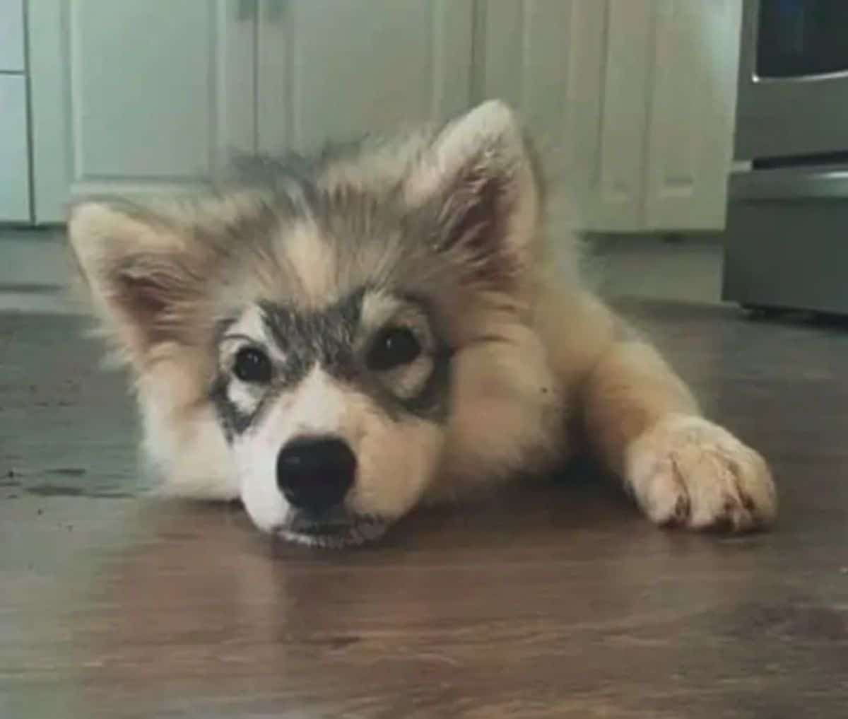 fluffy white and brown husky puppy laying on floor with black rings around the eyes