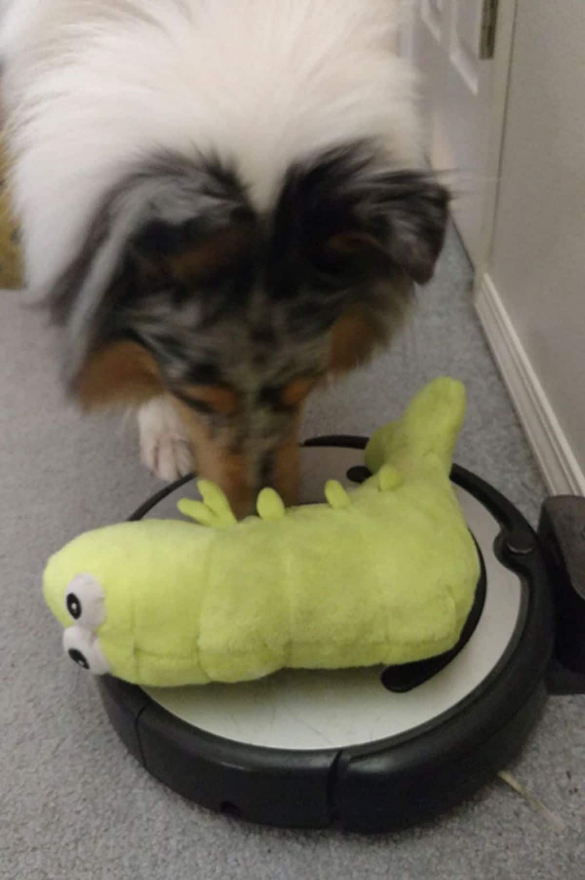 fluffy white black and orange collie placing a green catepillar stuffed toy on a black and white roomba
