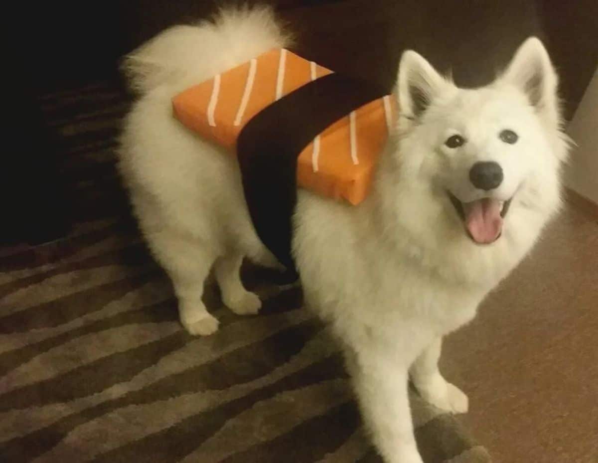 fluffy white dog dressed up as sushi