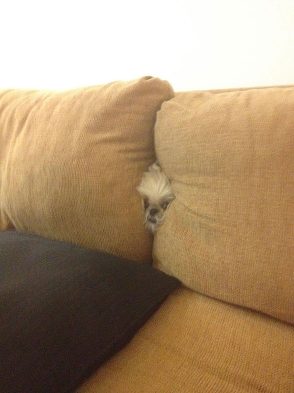 fluffy white dog face showing from between two brown couch cushions