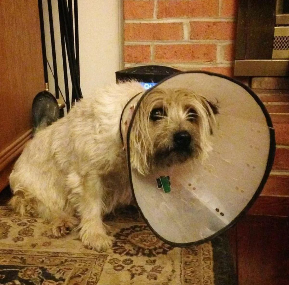 fluffy white dog in a white cone of shame and looking sad