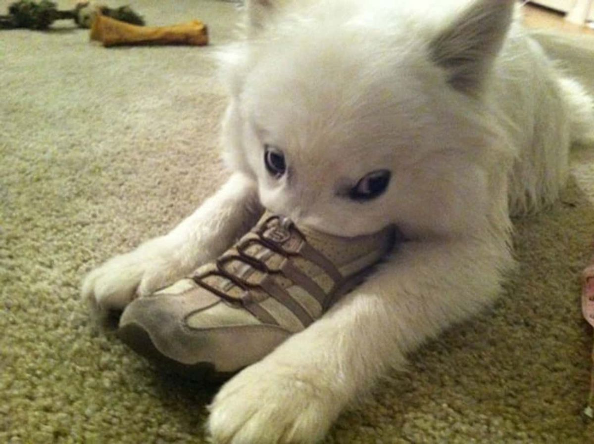 fluffy white dog laying on carpet with the snout inside a green and brown sports shoe