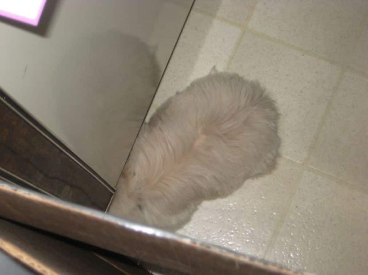 fluffy white dog laying on floor and hiding head at the corner of a door and a wall