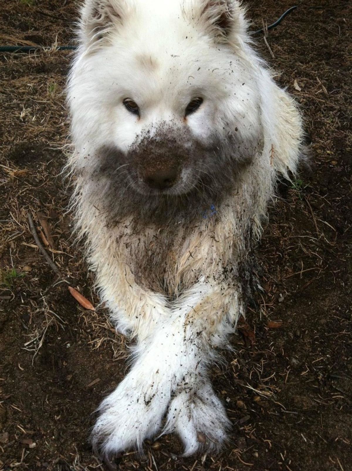 fluffy white dog laying on soil with soil on the face and the body