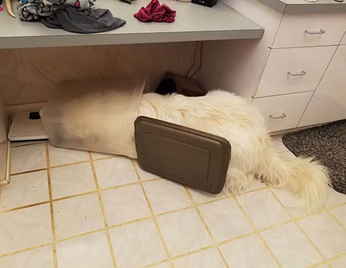 fluffy white dog on the floor with head and neck inside an open plastic bin and sleeping