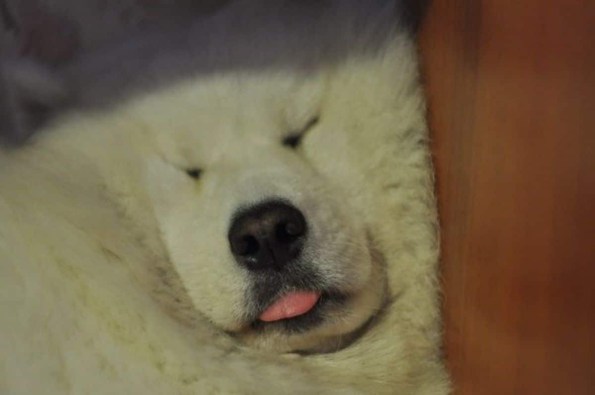 fluffy white dog sleeping with head smushed against a brown surface with the tongue sticking out slightly