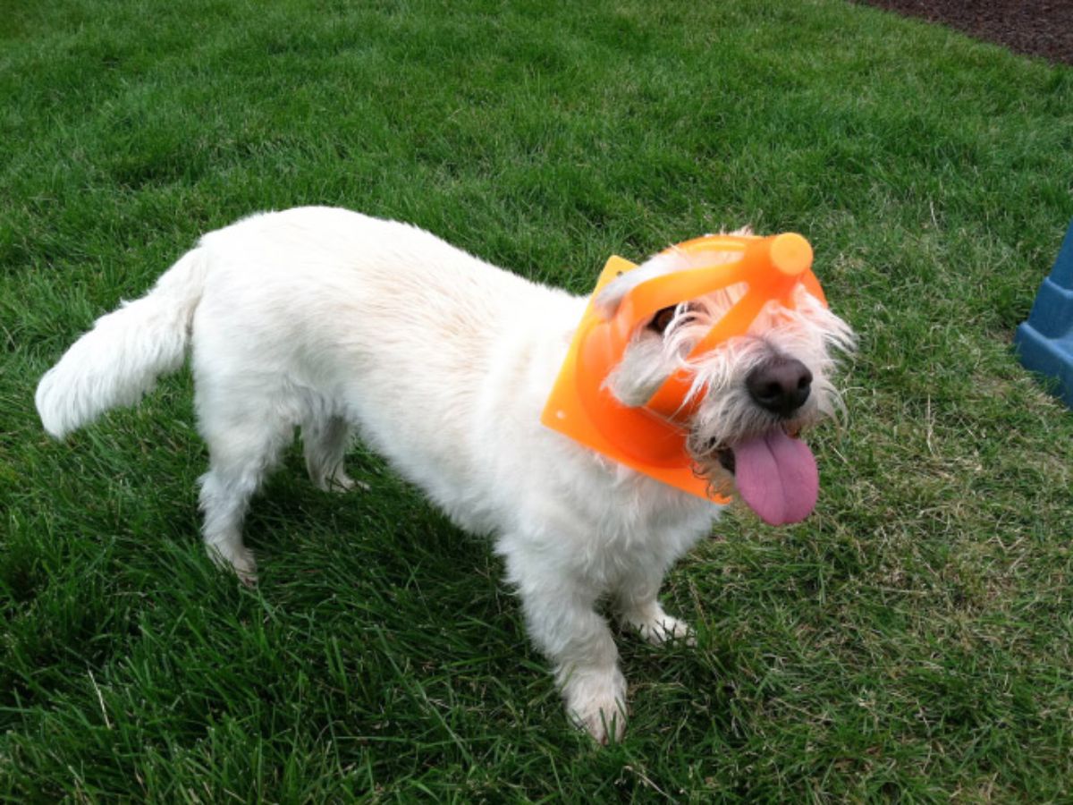fluffy white dog standing on grass with an orange plastic cone toy stuck on the head