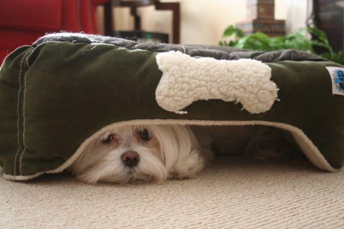 fluffy white dog under a brown and white dog bed that has turned upside down