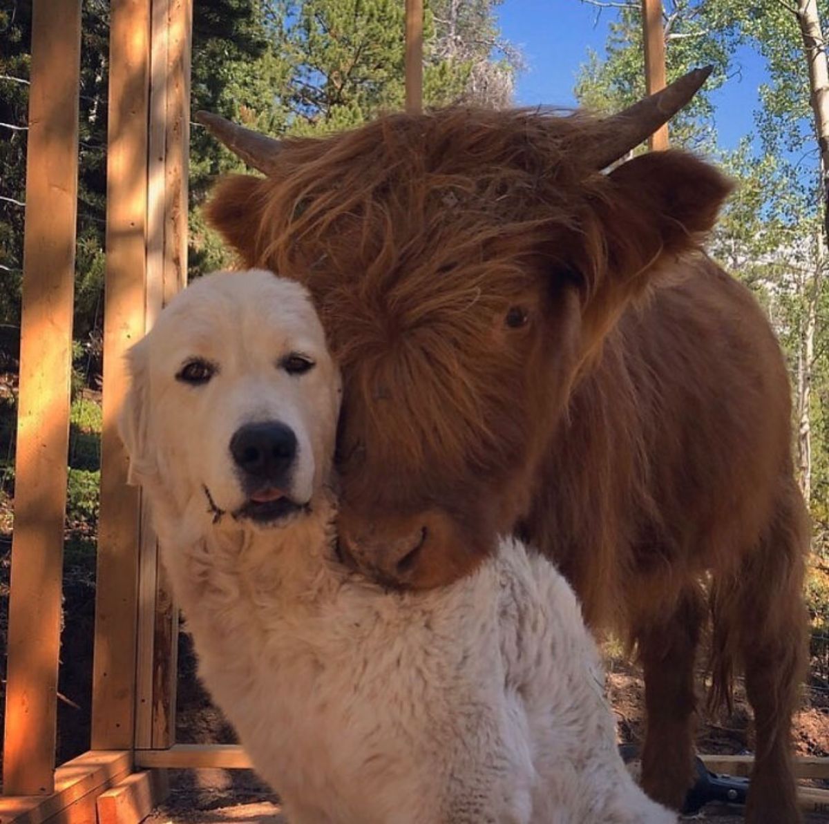 fluffy white dog with a fluffy brown bull putting its chin on the dog's back