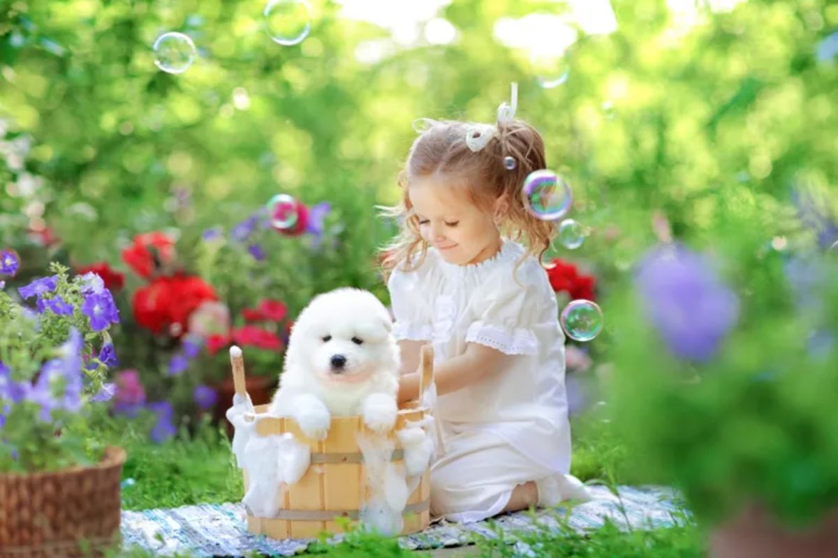 fluffy white puppy in a wooden pail getting bathed with a little girl kneeling on a blanket in a garden with soap bubbles around