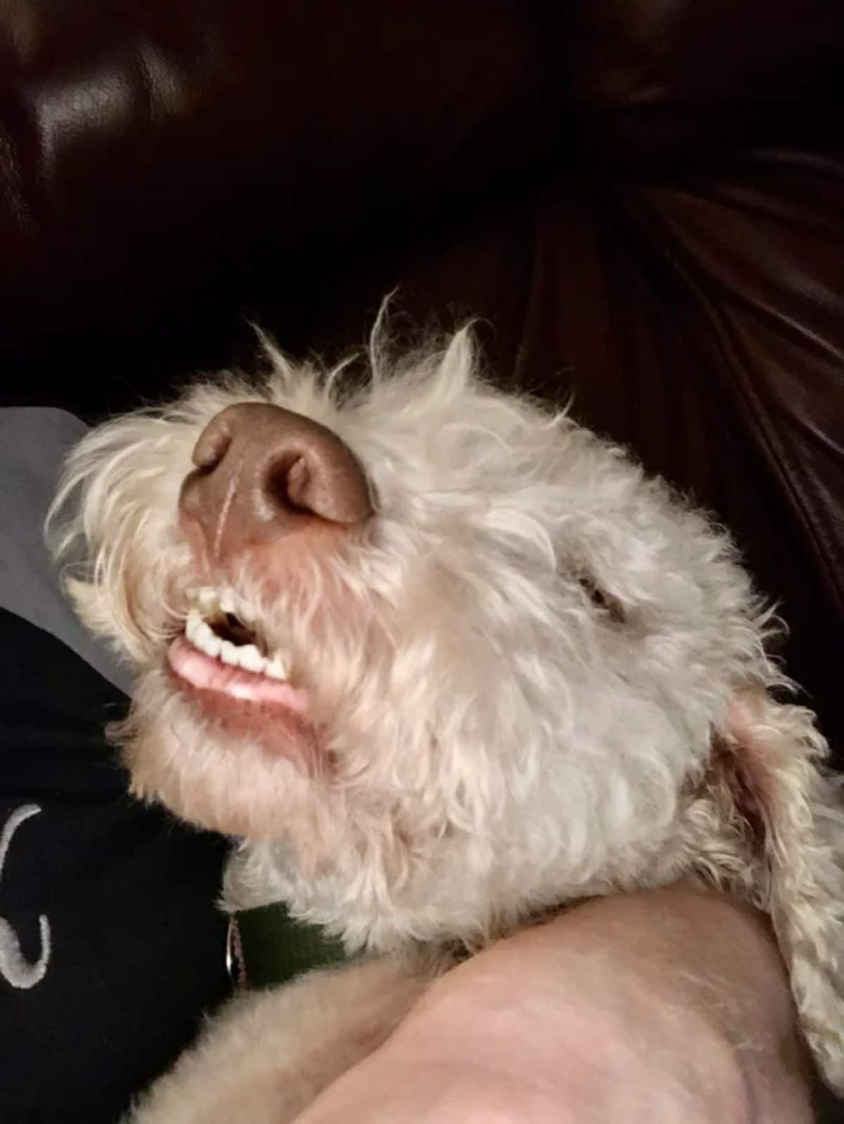 fluffy white sleeping dog's teeth showing
