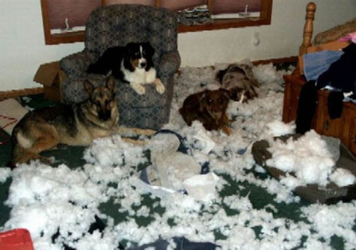 german shepeherd, black and white dog, black and brown dog and grey and black dog laying together with white pillow fluff all over the floor