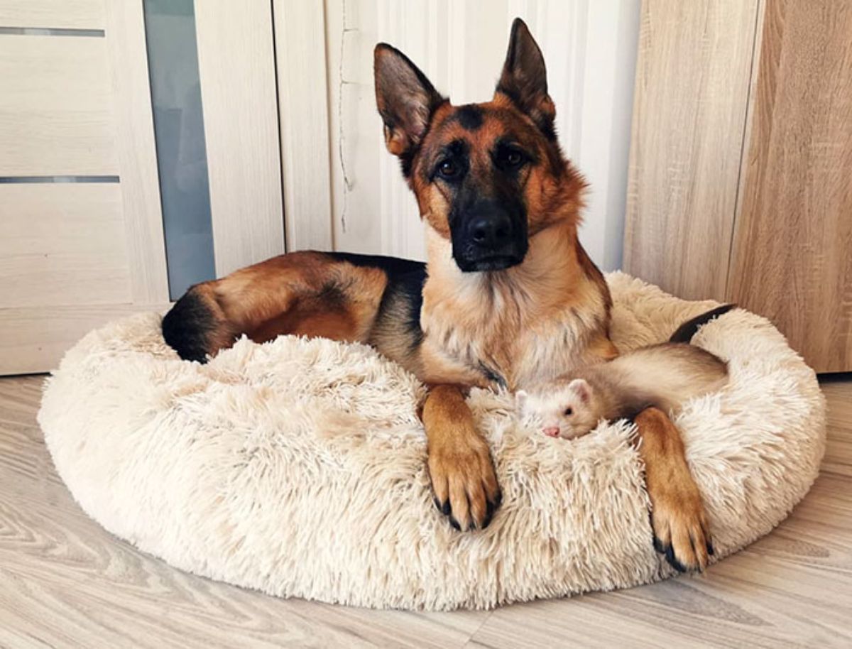german shepherd and brown and white ferret laying on white dog bed