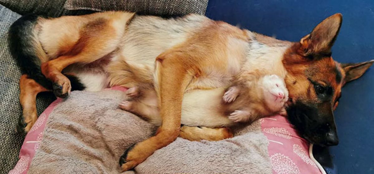 german shepherd cuddling with a brown and white ferret