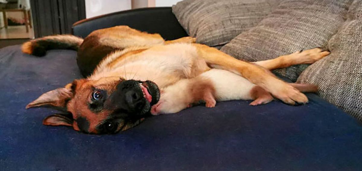 german shepherd laying on blue sofa with brown and white ferret