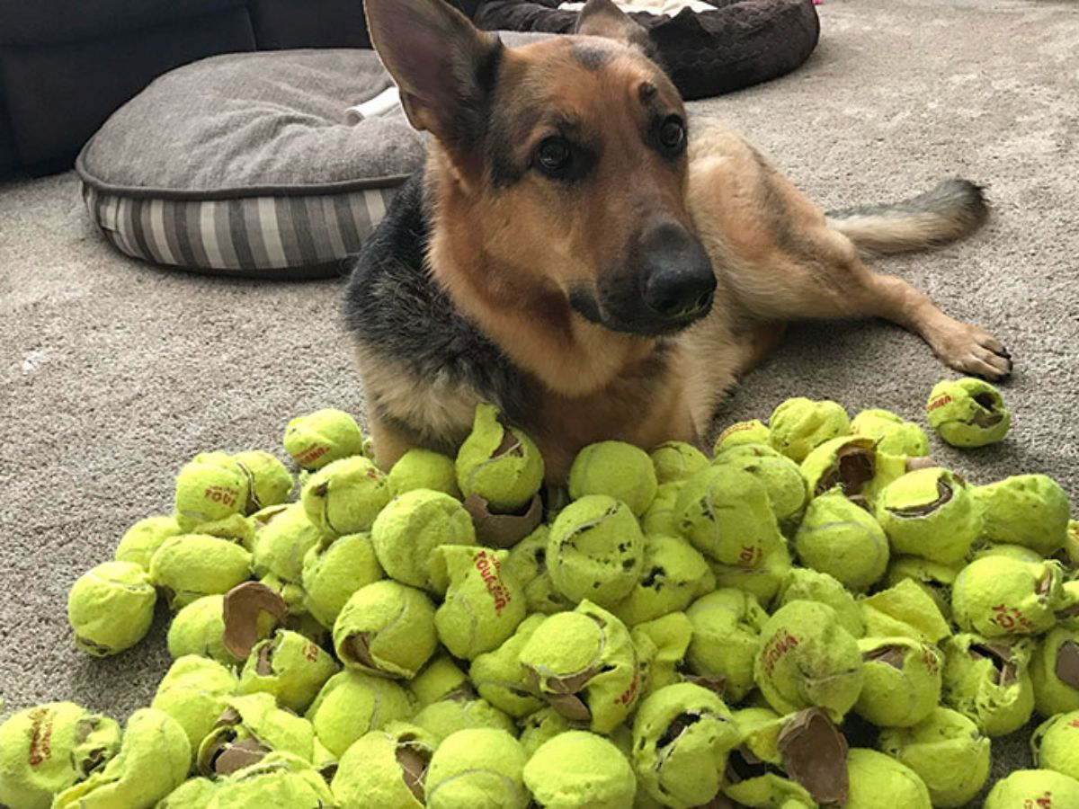 german shepherd laying on the floor with a pile of yellow tennis balls that all chewed and ripped up