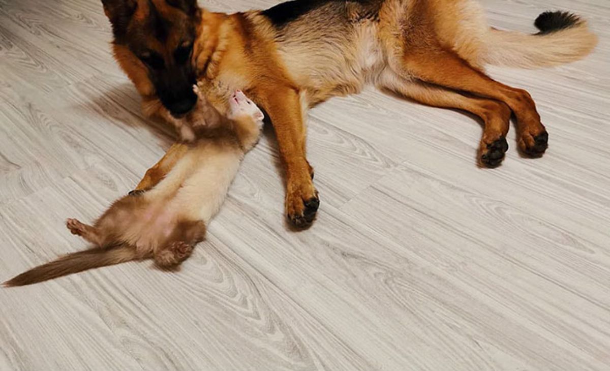 german shepherd laying sideways on floor with brown and white laying belly up