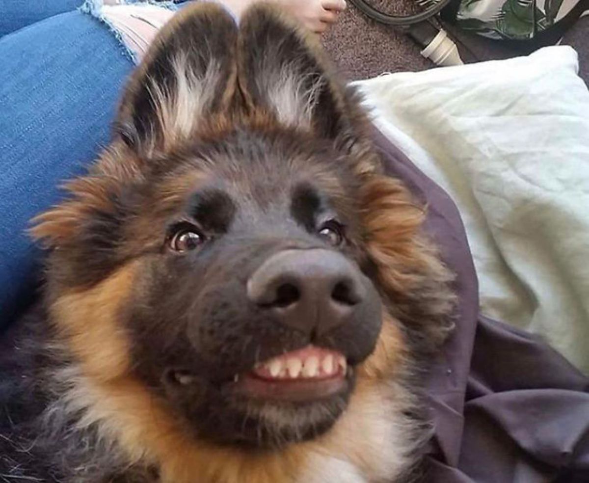 german shepherd puppy smiling with the teeth showing