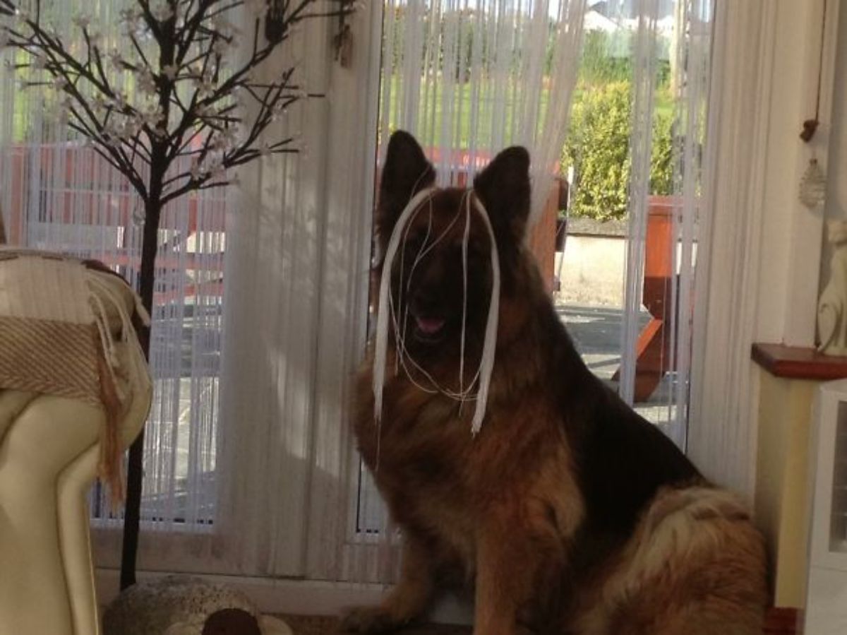 german shepherd sitting by glass doors with white tassles of a curtain over the face